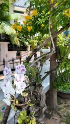 Begonia Road (D28), Terrace #544825261
